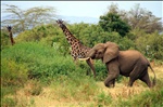 Elephant Runs - Lake Manyara